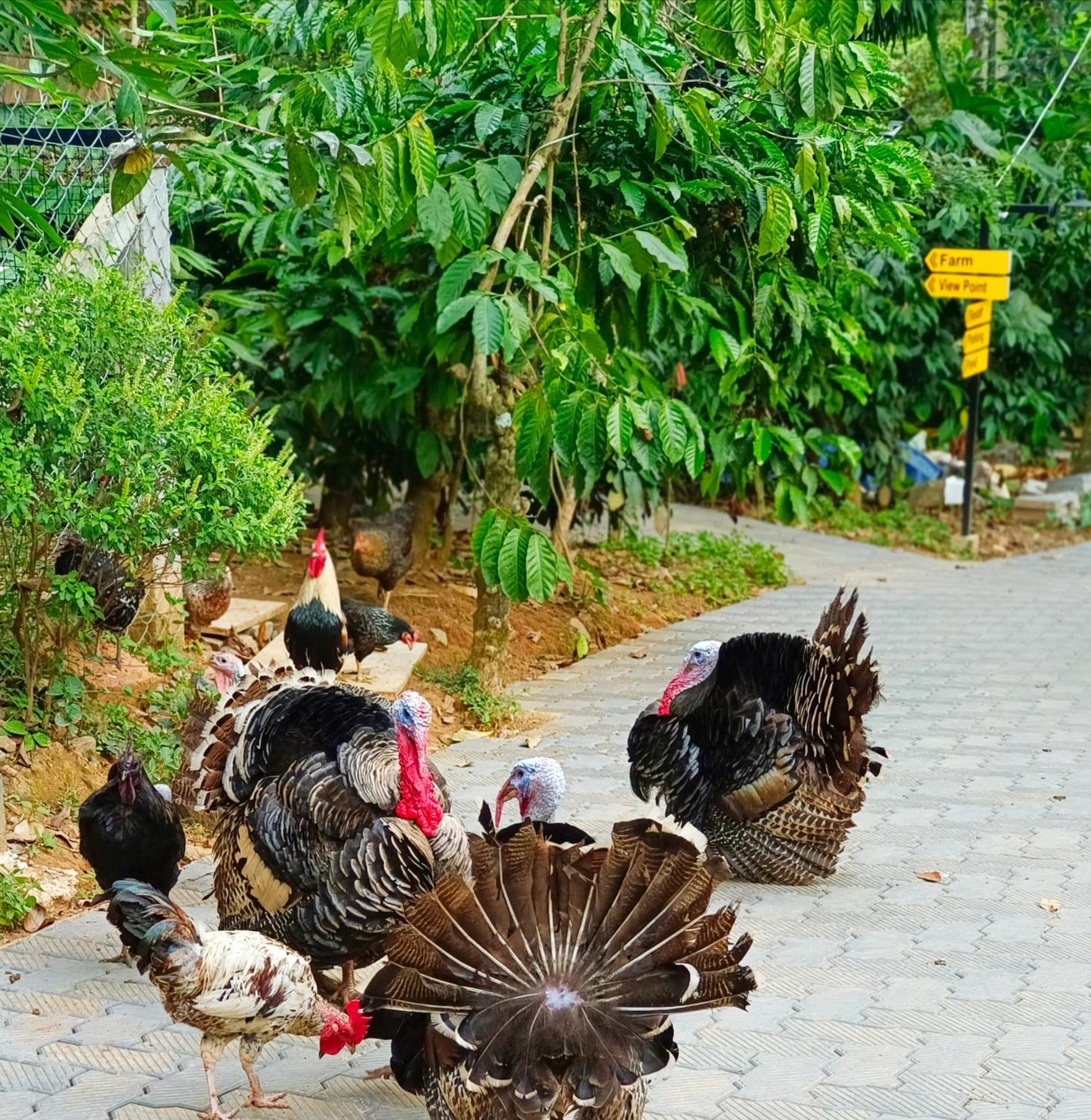Sylvan Resort Wayanad Esterno foto