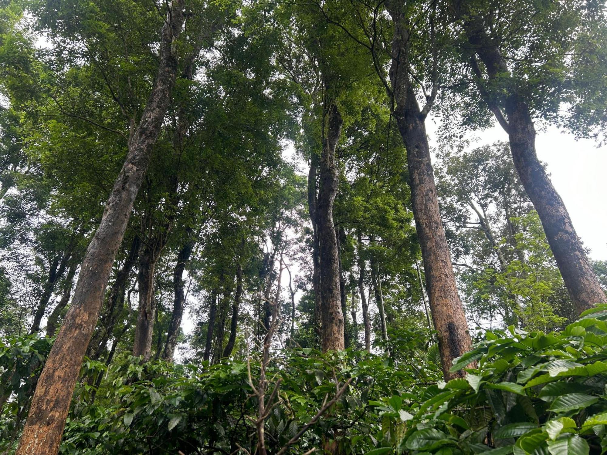 Sylvan Resort Wayanad Esterno foto