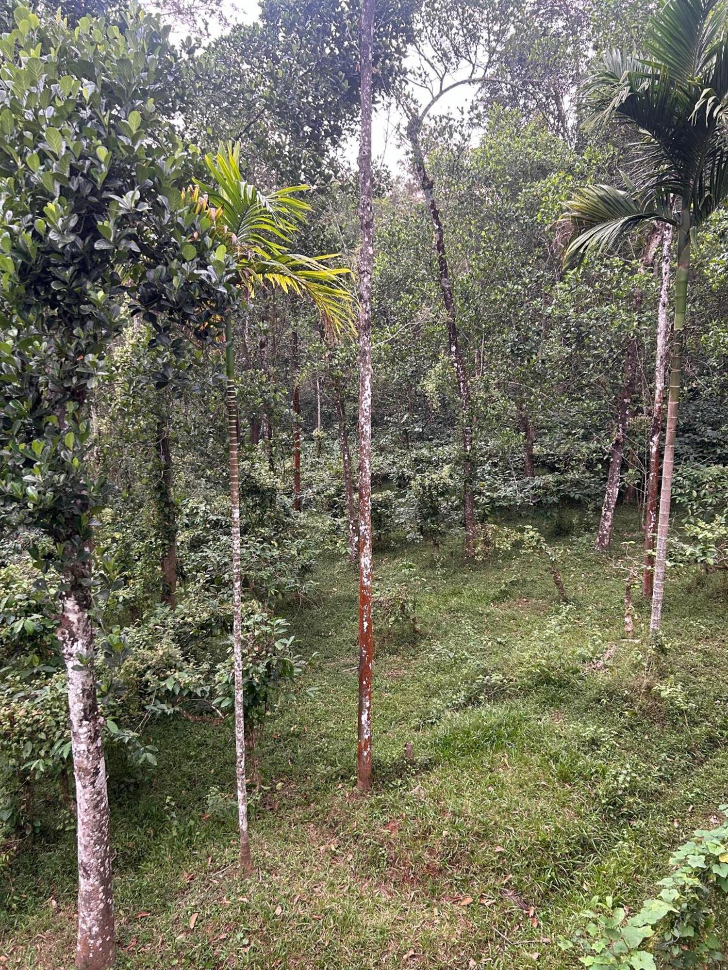 Sylvan Resort Wayanad Esterno foto